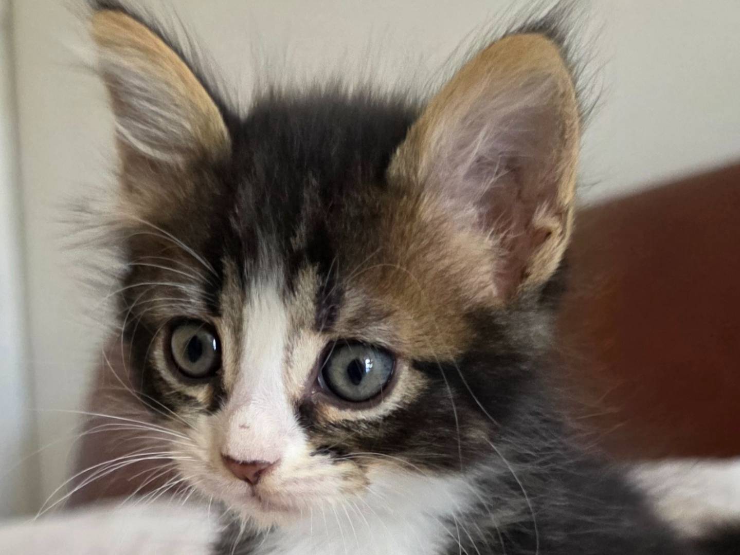 Adotta un gatto, taglia non valida, femmina, Latina