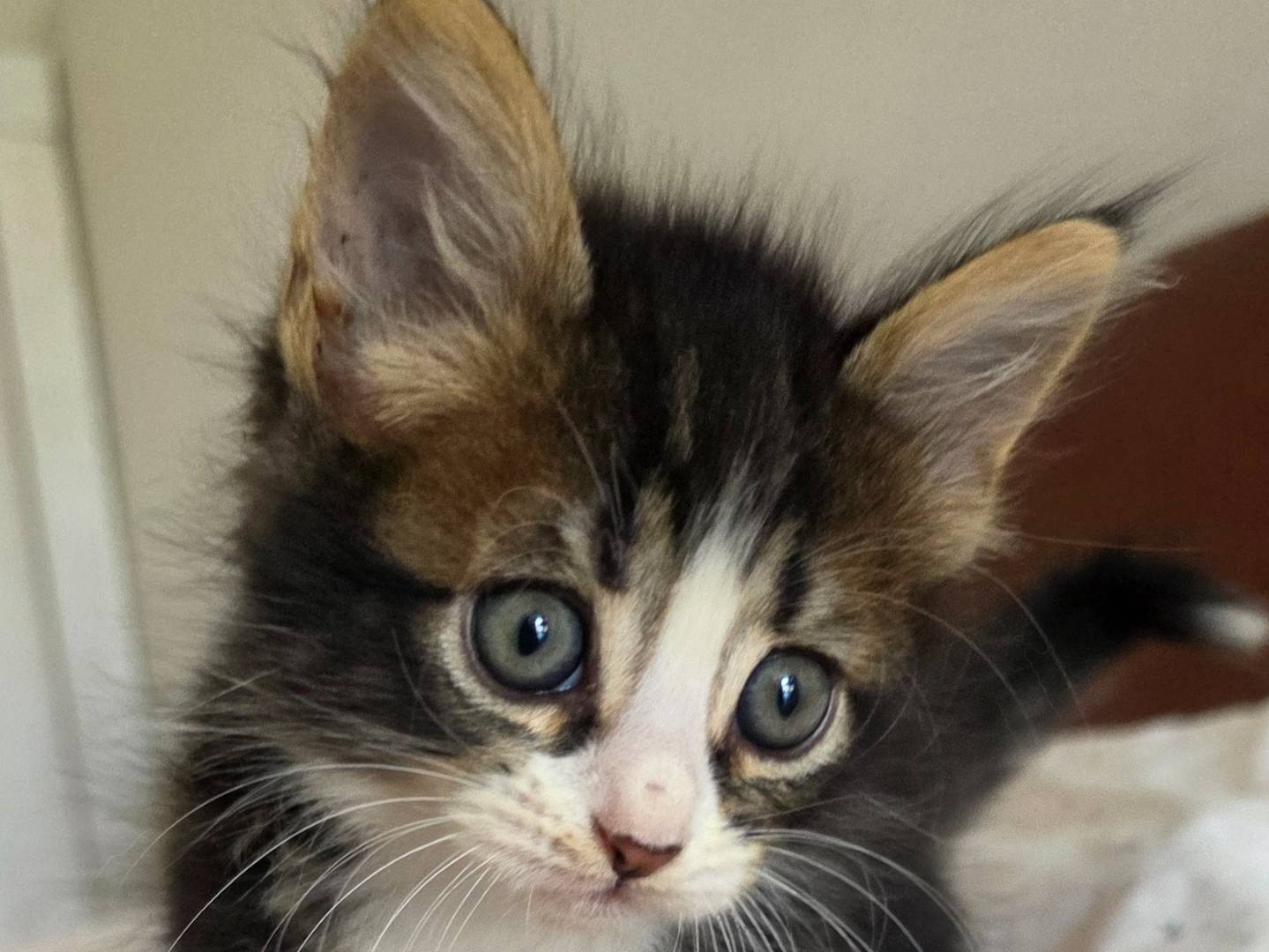 Vuoi adottare un gatto a Latina?