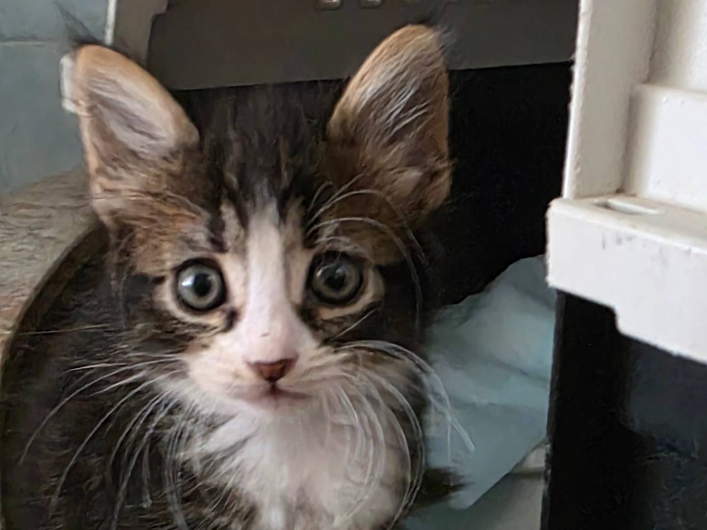Adotta il gatto Lilibeth a Latina