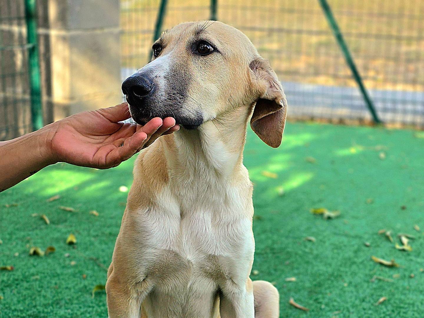 Adotta un cane, femmina, 5 mesi, Siracusa