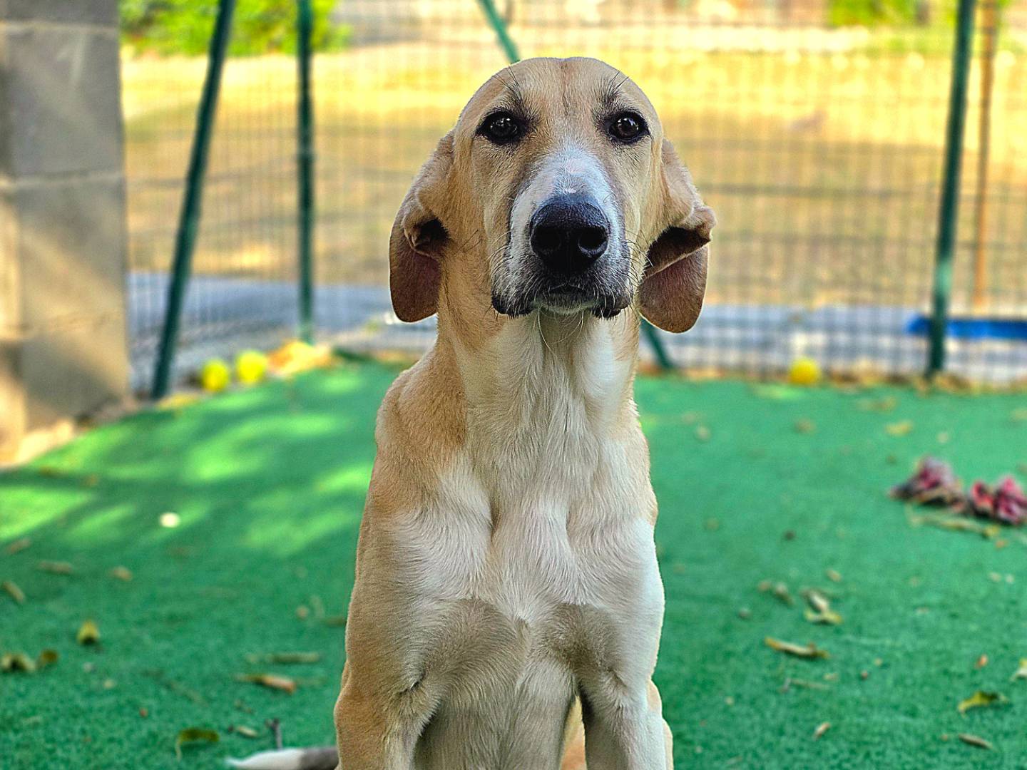 Vuoi adottare un cane a Siracusa?