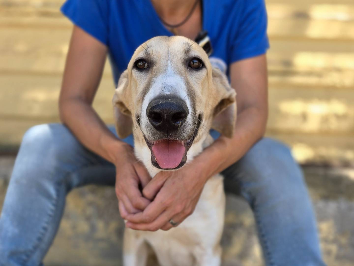 Adotta il cane Bionda  a Siracusa