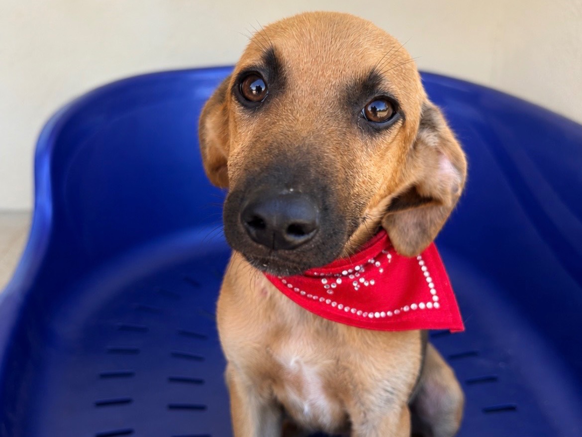 Adozione cane, maschio, Razza sconosciuta Razza sconosciuta, 5 mesi, taglia media, Sud