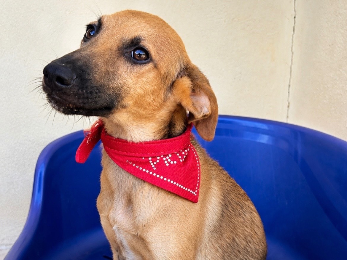 Adotta un cane, maschio, 5 mesi, Sud