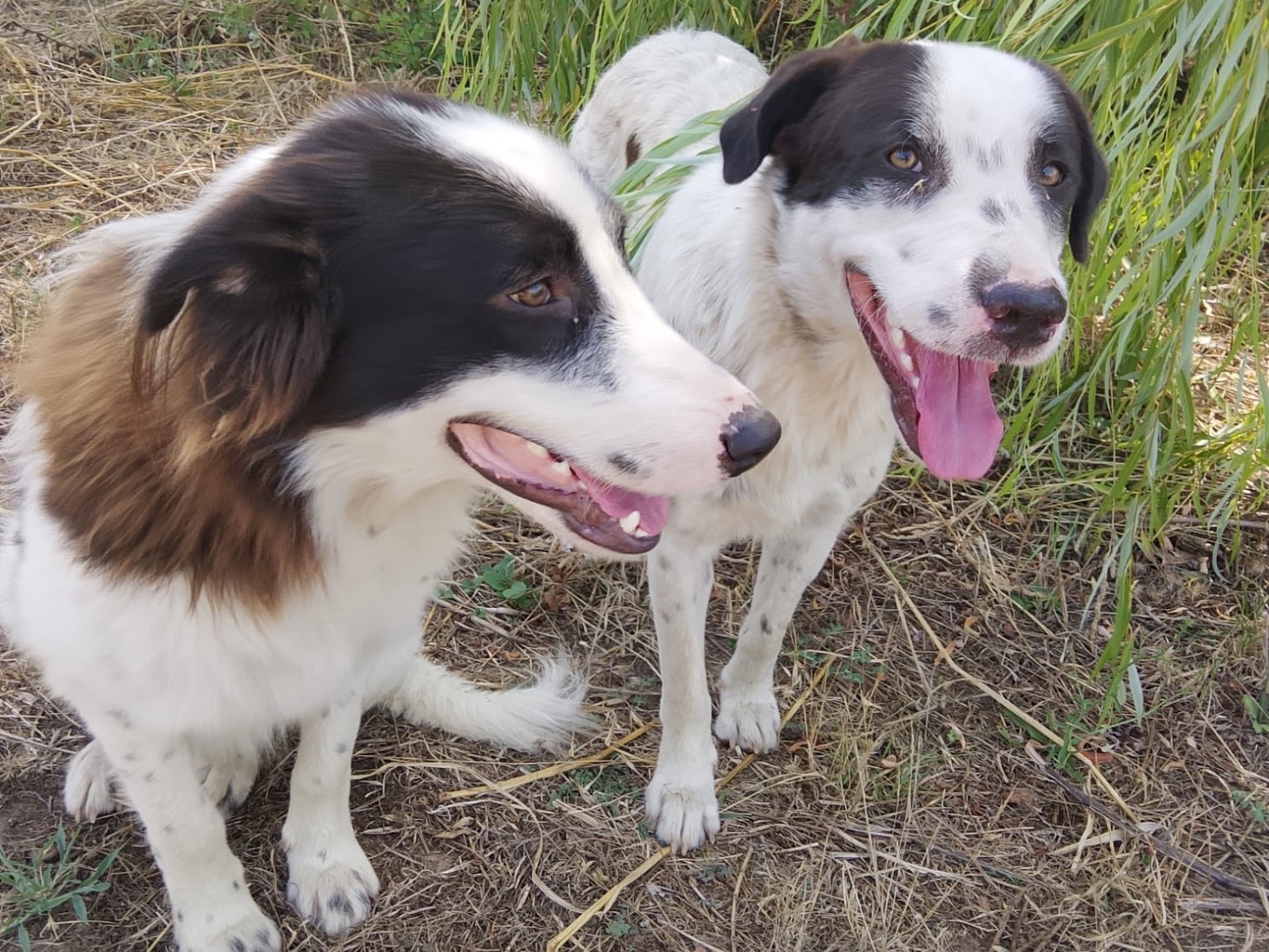 Adotta un cane, maschio, 1 anno e 2 mesi, Reggio