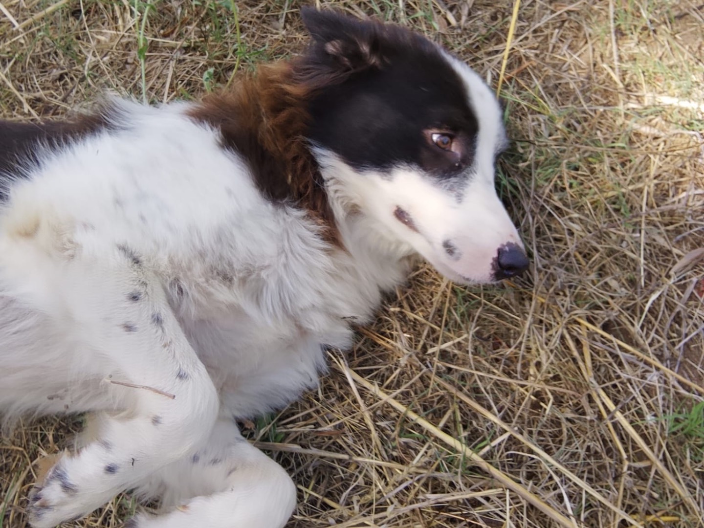 Adotta un cane, taglia grande, maschio, Reggio