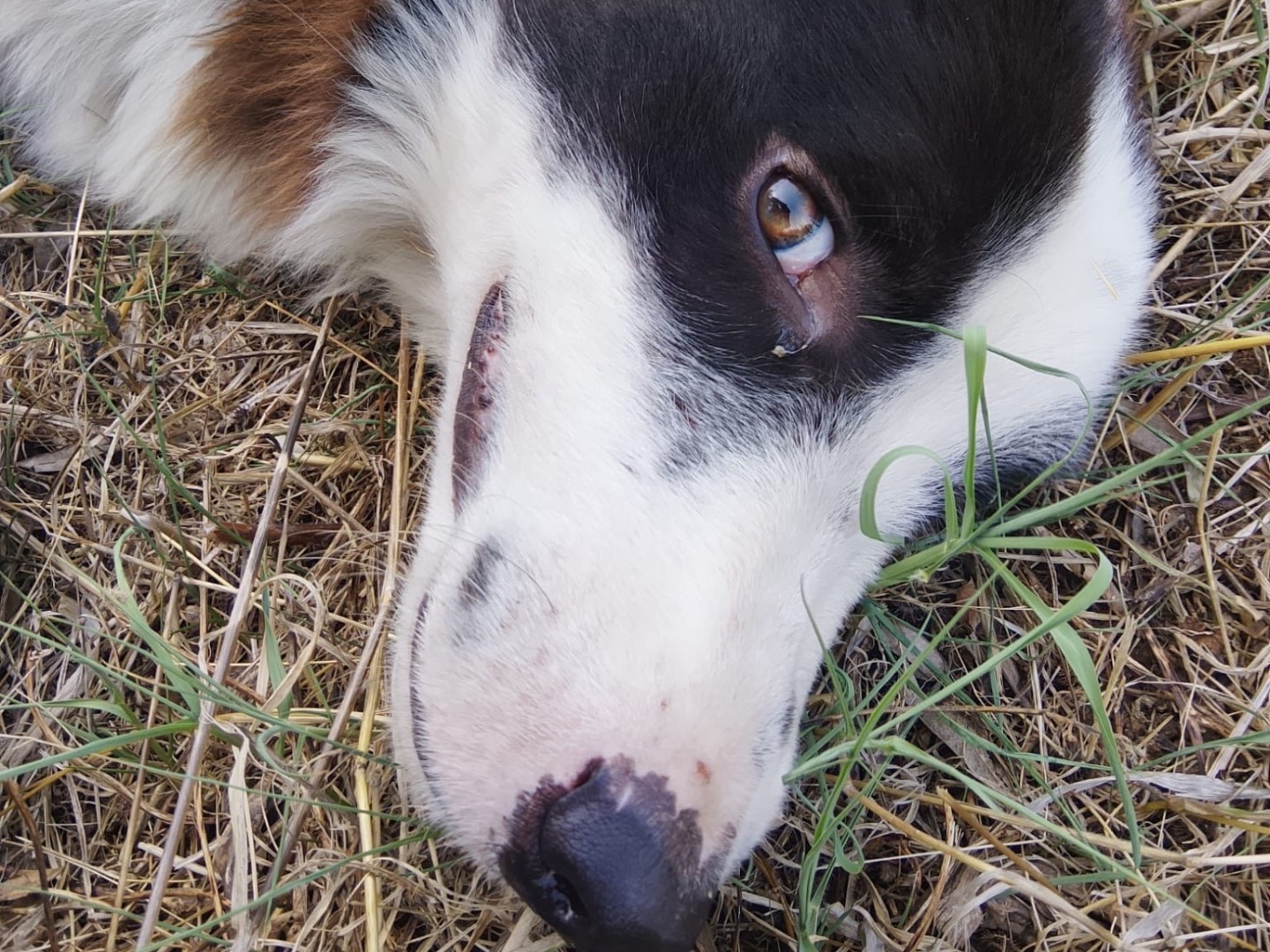 Vuoi adottare un cane a Reggio?