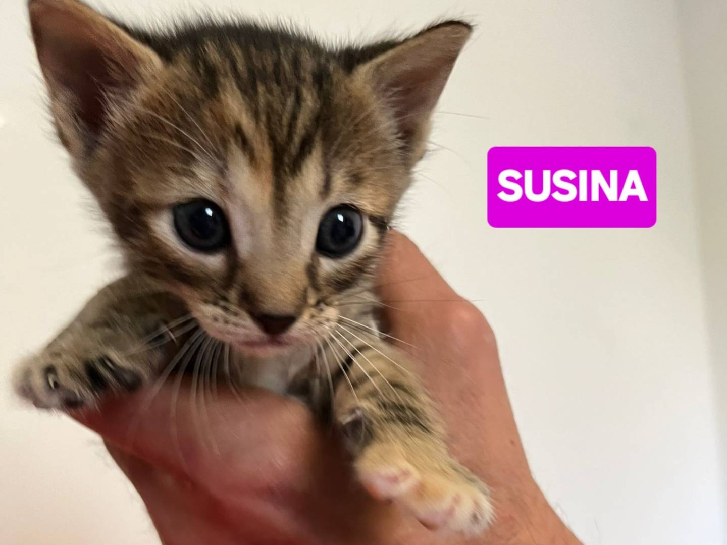 Adotta un gatto, taglia non valida, femmina, Brescia