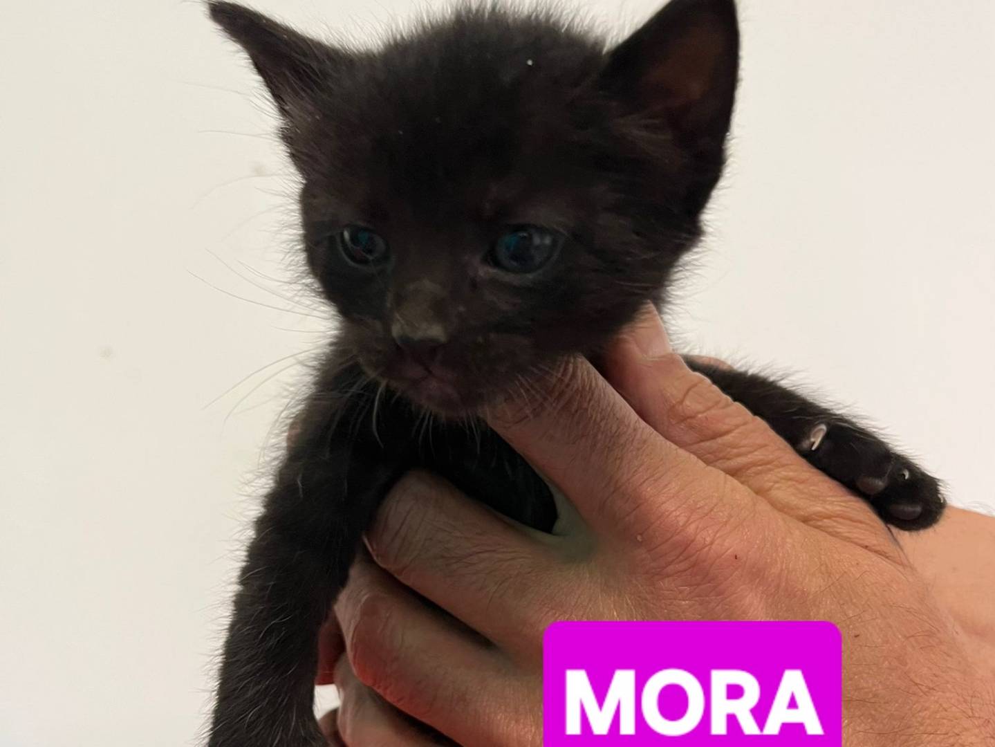 Adotta il gatto Angioletti a Brescia