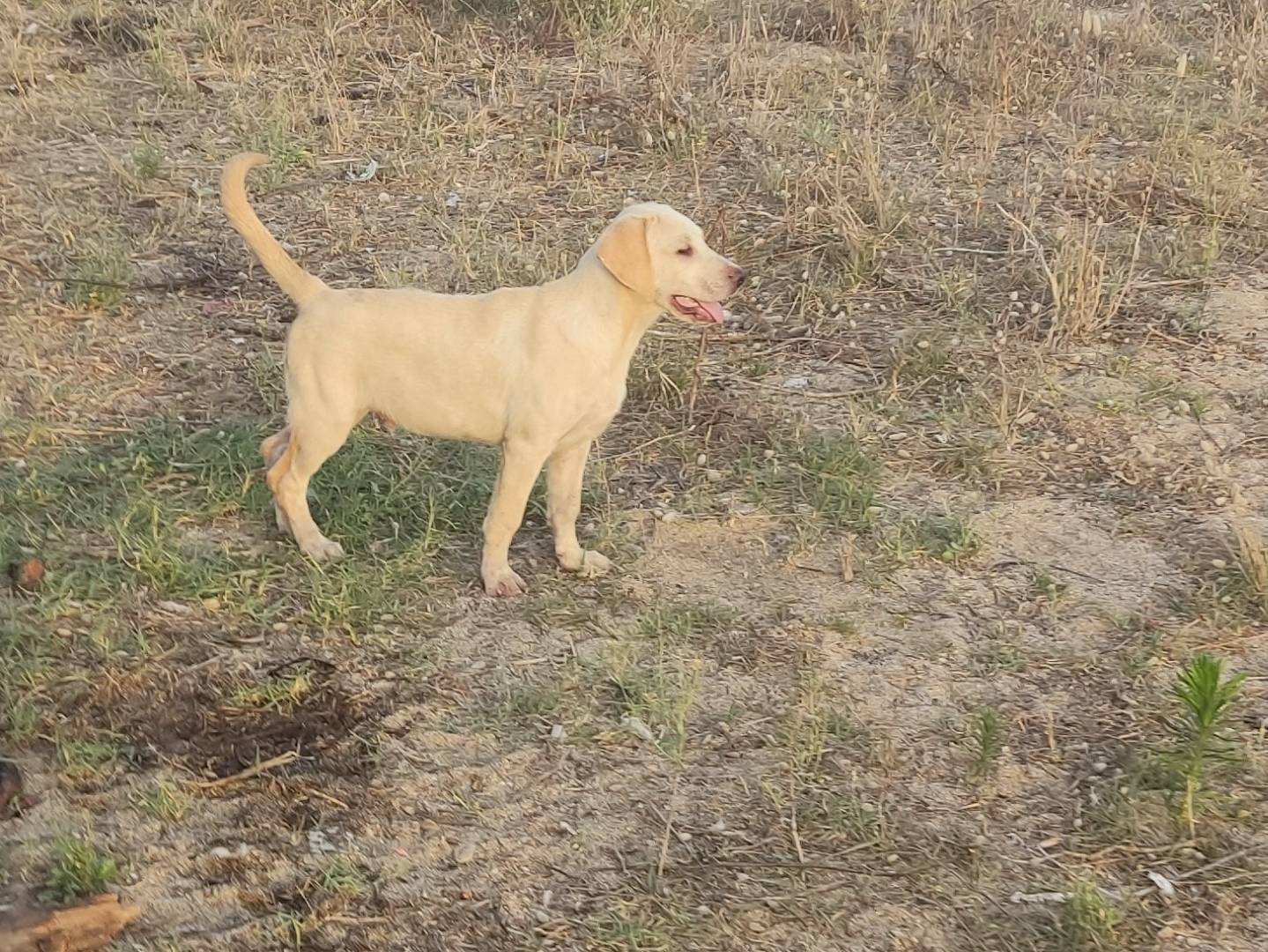 Adozione cane, maschio, Labrador Retriever Razza sconosciuta, 5 mesi, taglia media, Biella