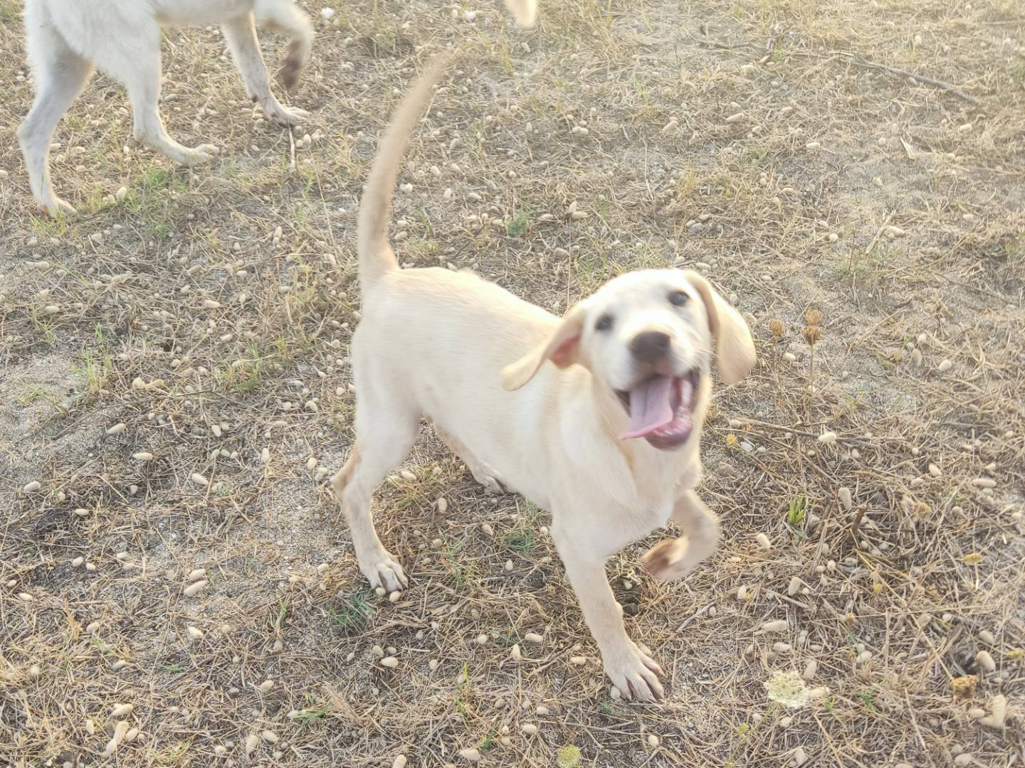Adotta un cane, maschio, 5 mesi, Biella