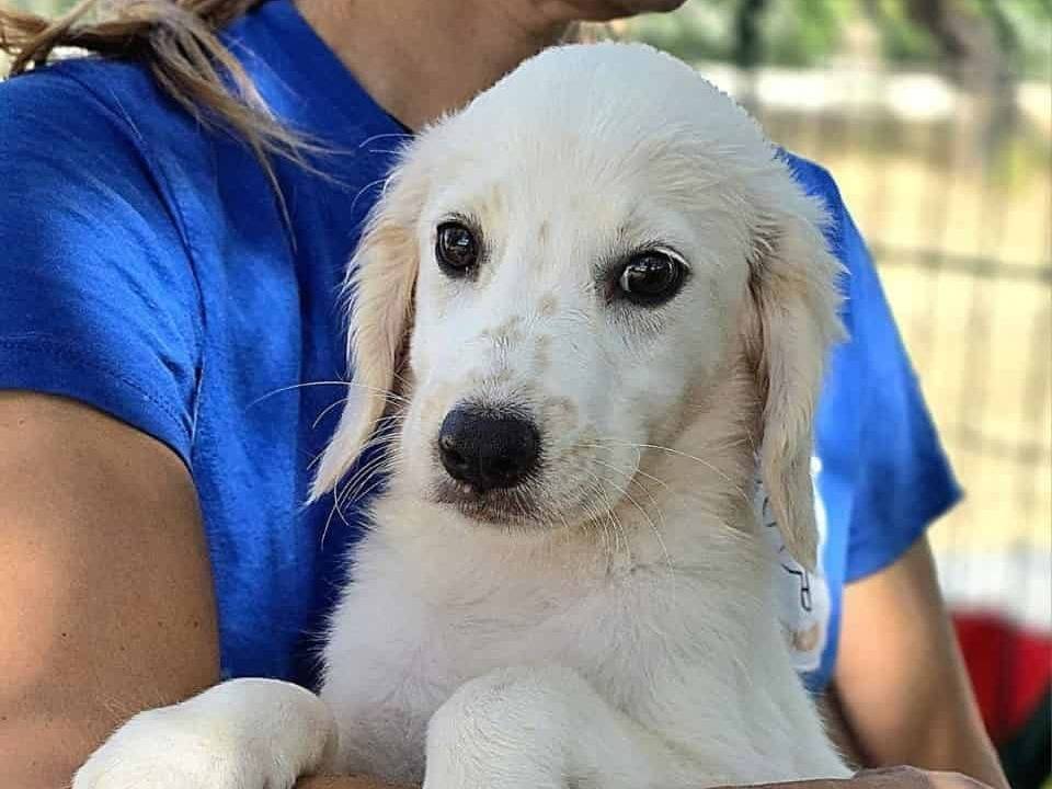 Adozione cane, femmina, Razza sconosciuta Razza sconosciuta, 2 mesi, taglia media, Padova