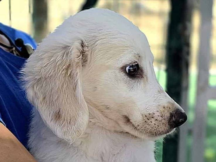 Adotta un cane, taglia media, femmina, Padova