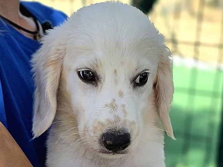Vuoi adottare un cane a Padova?