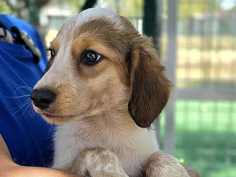 Adozione cane, femmina, Razza sconosciuta Razza sconosciuta, 2 mesi, taglia media, Padova
