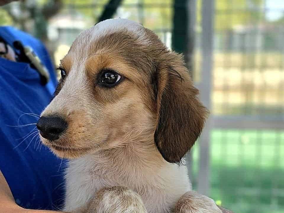 Adotta un cane, femmina, 2 mesi, Padova