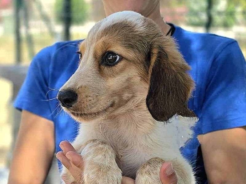 Adotta un cane, taglia media, femmina, Padova