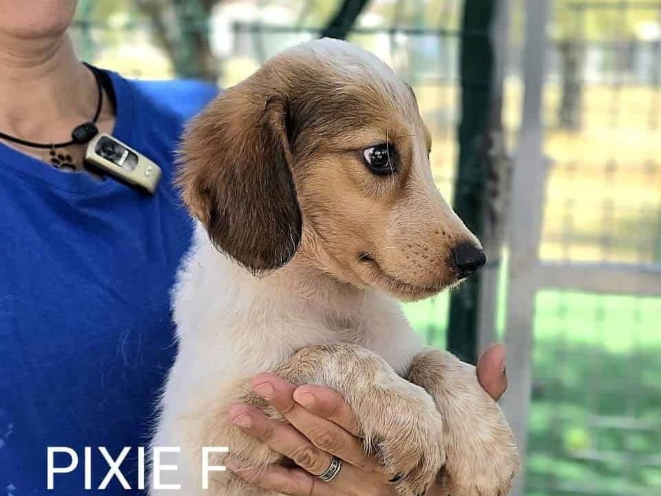 Vuoi adottare un cane a Padova?