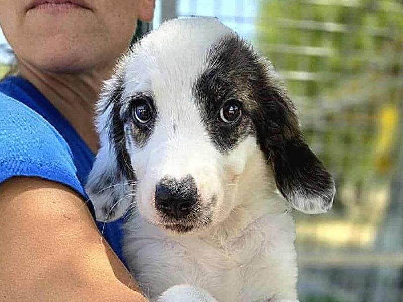 Adozione cane, femmina, Razza sconosciuta Razza sconosciuta, 2 mesi, taglia media, Padova