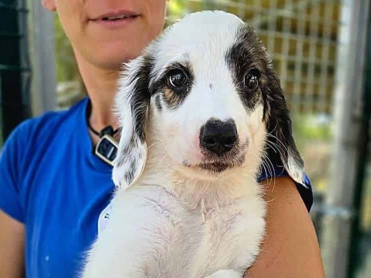 Adotta un cane, femmina, 2 mesi, Padova
