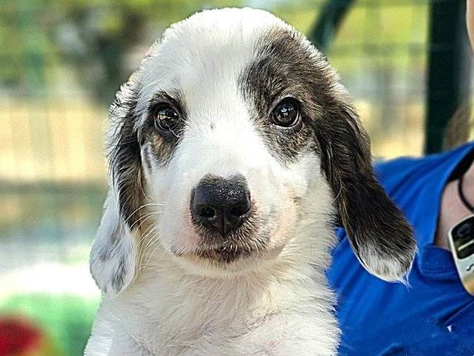 Adotta un cane, taglia media, femmina, Padova