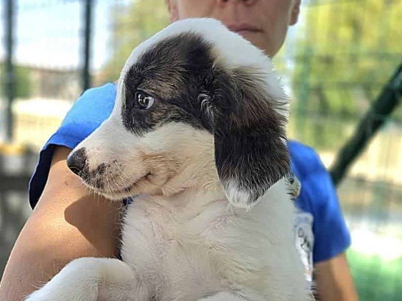 Vuoi adottare un cane a Padova?