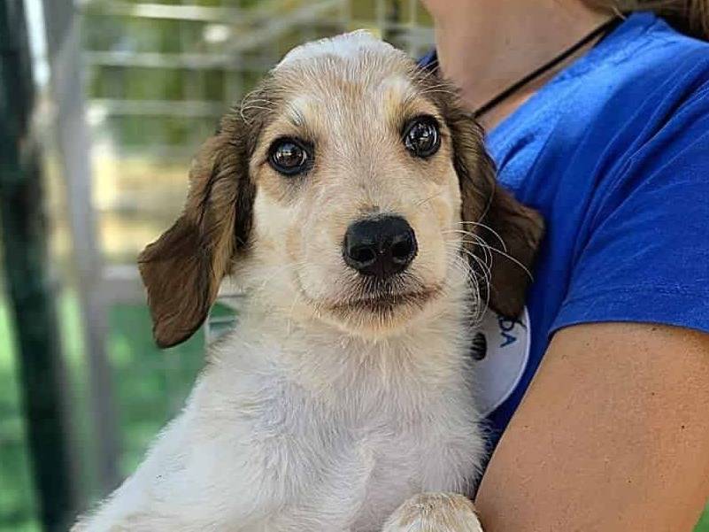 Adozione cane, femmina, Razza sconosciuta Razza sconosciuta, 2 mesi, taglia media, Padova