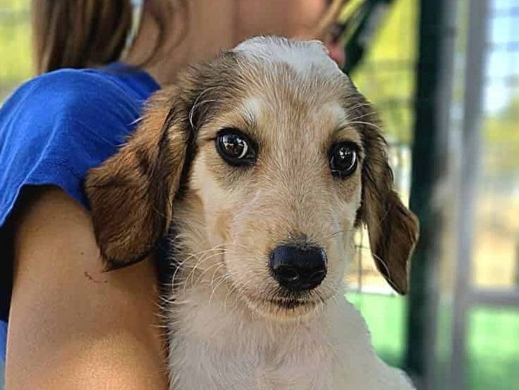 Adotta un cane, femmina, 2 mesi, Padova