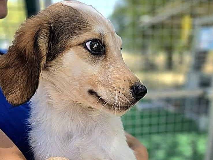 Adotta un cane, taglia media, femmina, Padova