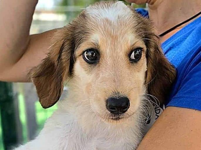 Vuoi adottare un cane a Padova?