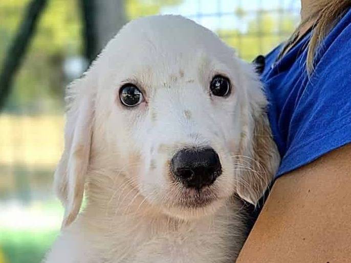 Adozione cane, maschio, Razza sconosciuta Razza sconosciuta, 2 mesi, taglia media, Padova