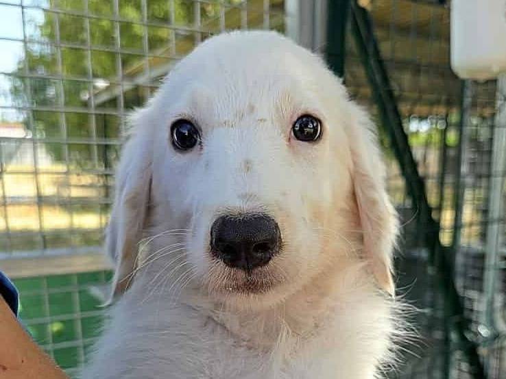 Adotta un cane, maschio, 2 mesi, Padova