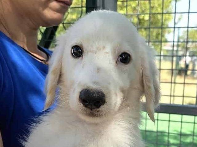 Vuoi adottare un cane a Padova?