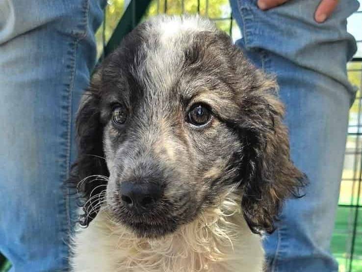 Adozione cane, femmina, Razza sconosciuta Razza sconosciuta, 2 mesi, taglia media, Padova