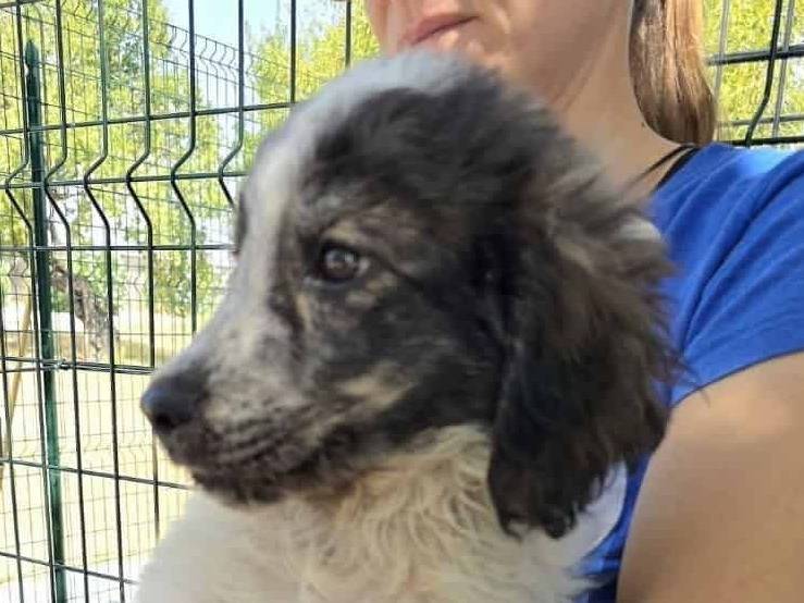 Adotta un cane, femmina, 2 mesi, Padova