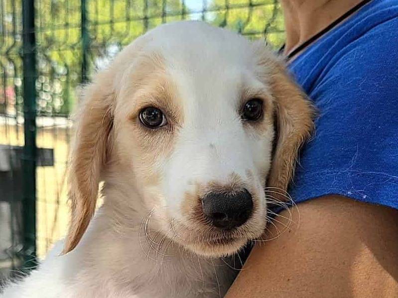 Adozione cane, femmina, Razza sconosciuta Razza sconosciuta, 2 mesi, taglia media, Padova