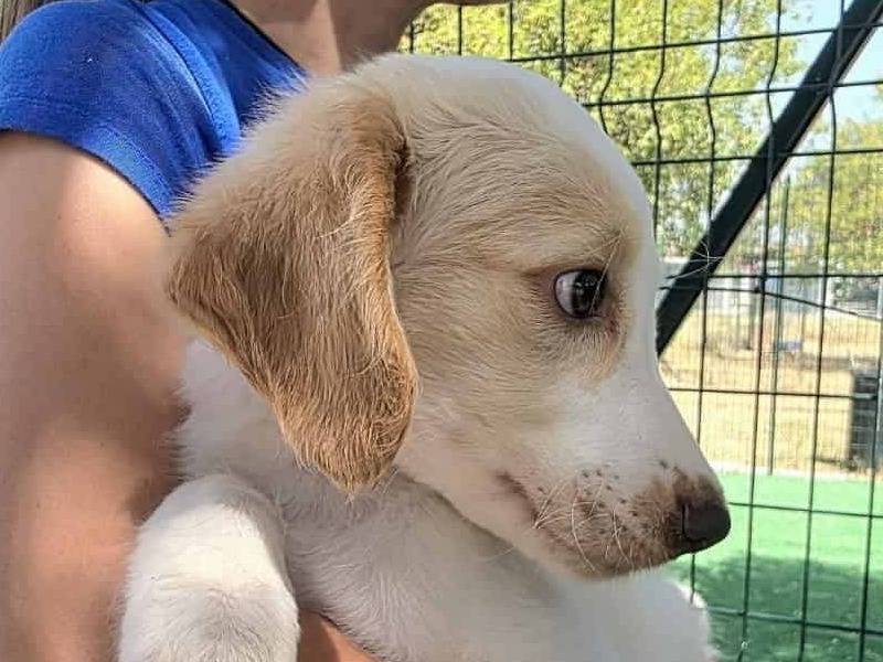 Adotta un cane, femmina, 2 mesi, Padova