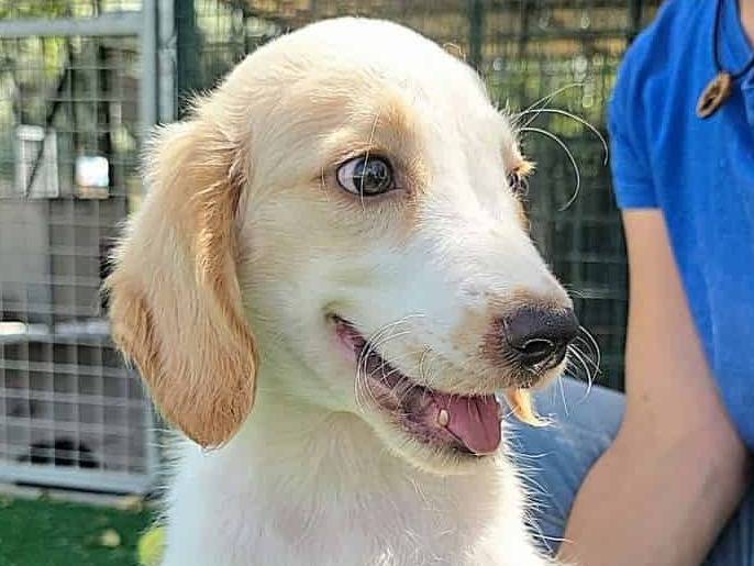 Adotta un cane, taglia media, femmina, Padova