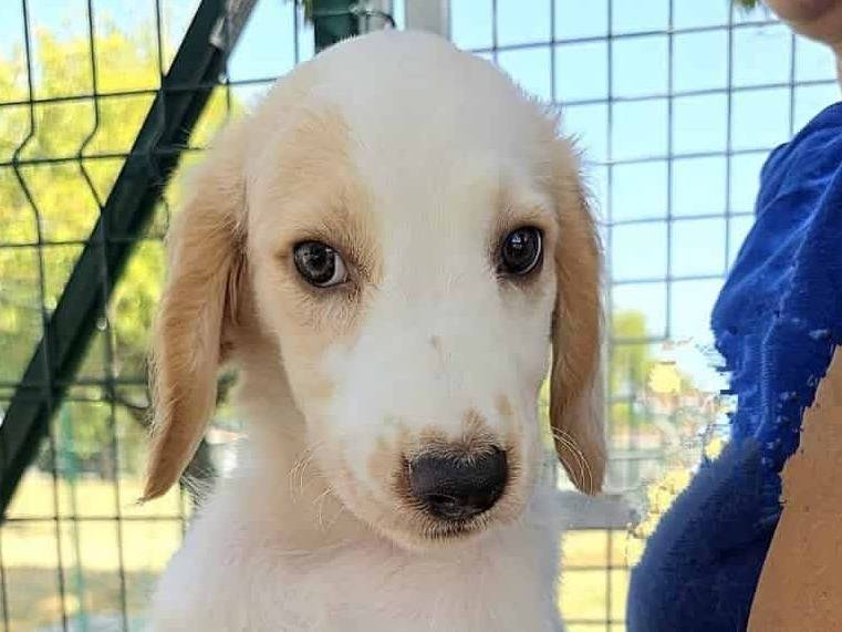 Vuoi adottare un cane a Padova?