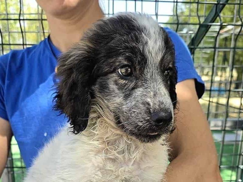 Adotta un cane, taglia media, femmina, Padova