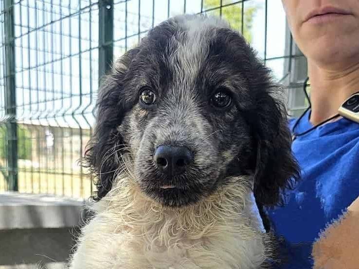 Vuoi adottare un cane a Padova?
