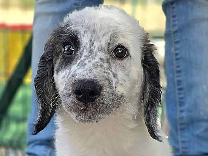 Adozione cane, maschio, Razza sconosciuta Razza sconosciuta, 2 mesi, taglia media, Padova