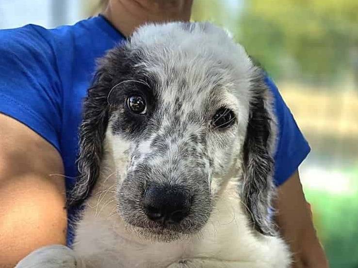 Adotta un cane, maschio, 2 mesi, Padova
