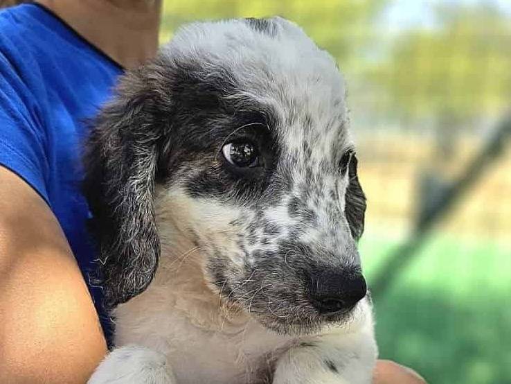 Adotta un cane, taglia media, maschio, Padova