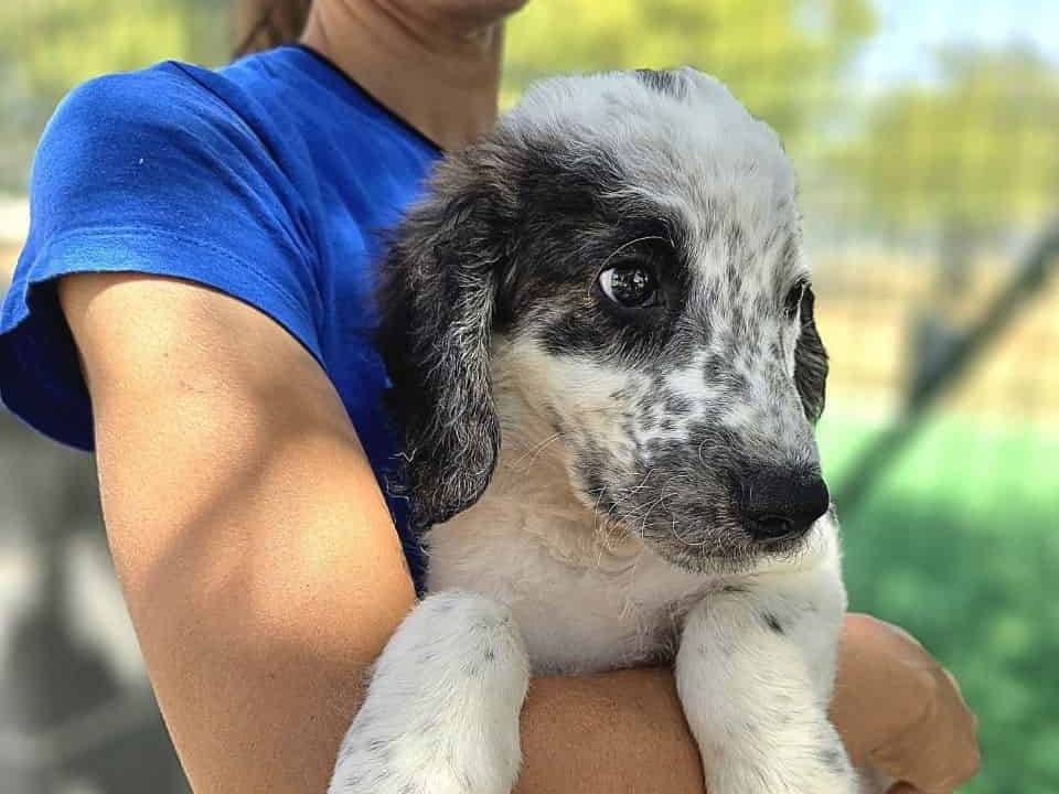 Vuoi adottare un cane a Padova?