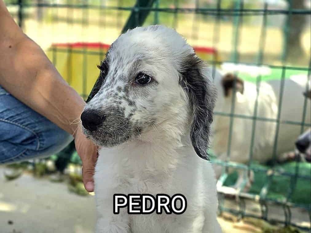 Adotta il cane PEDRO a Padova