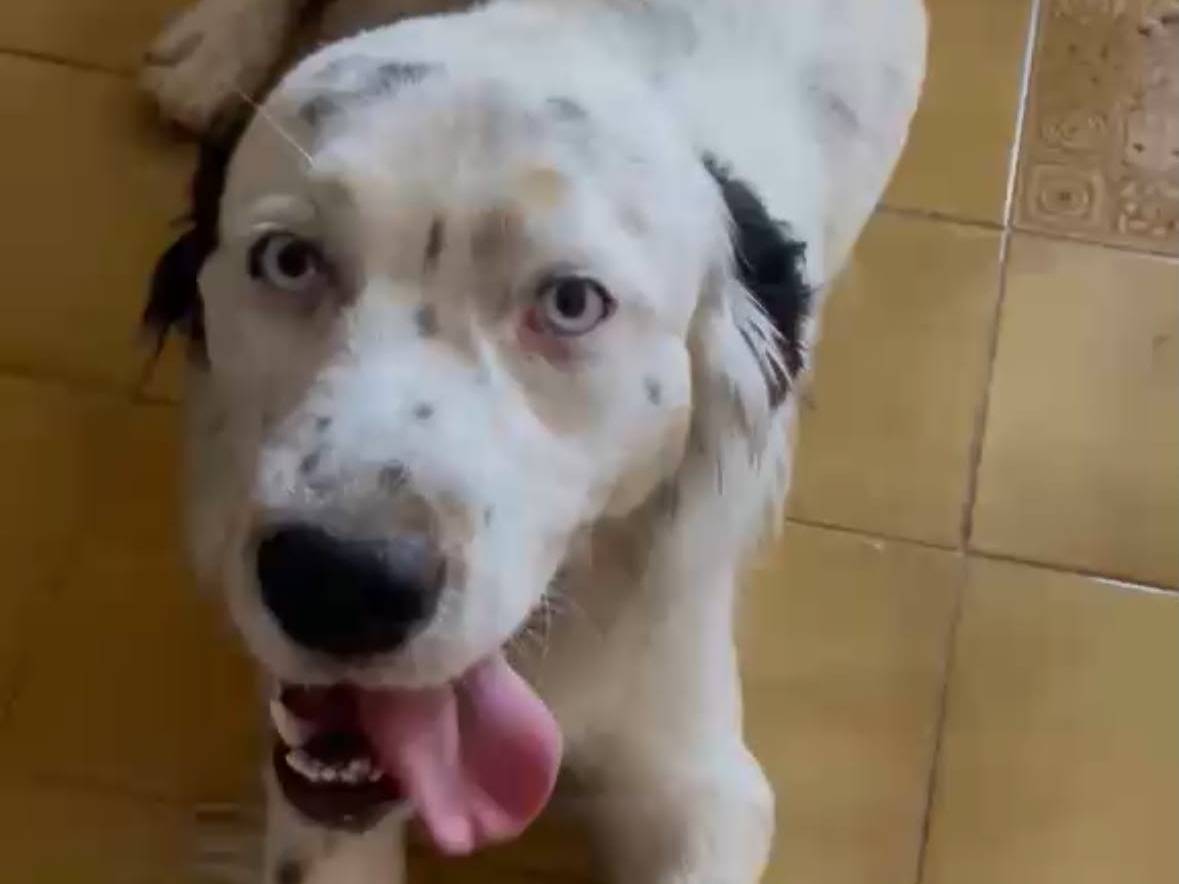 Adotta un cane, taglia media contenuta, maschio, Roma