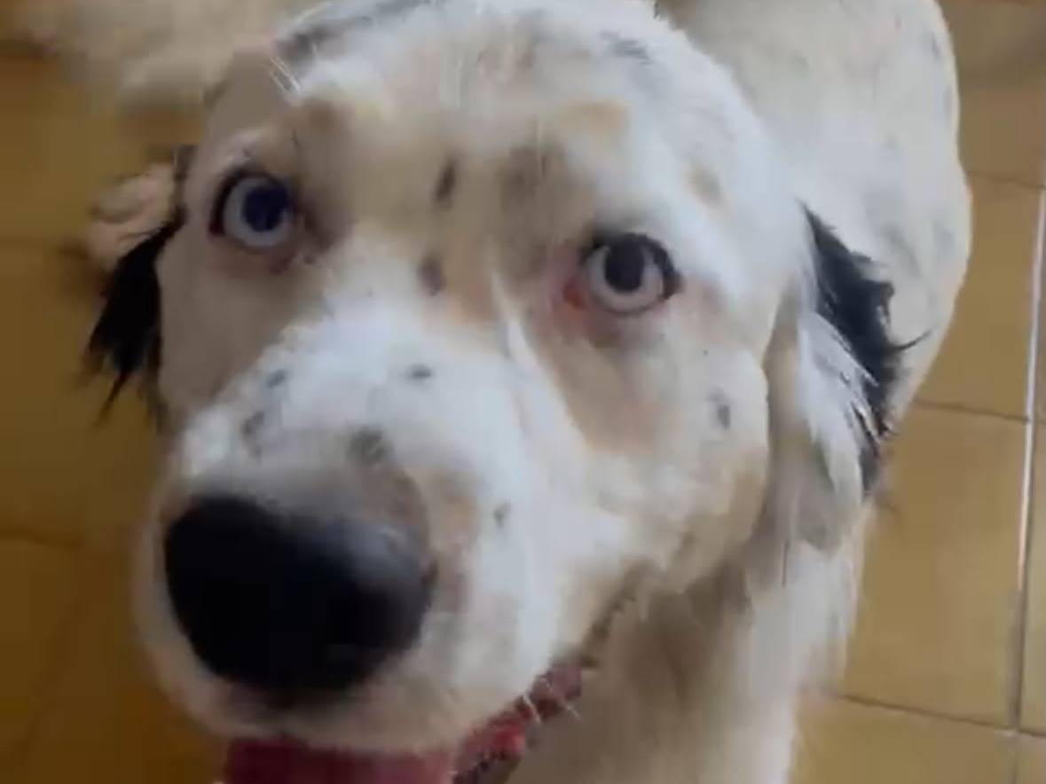 Adotta un cane, maschio, 2 anni e 8 mesi, Roma