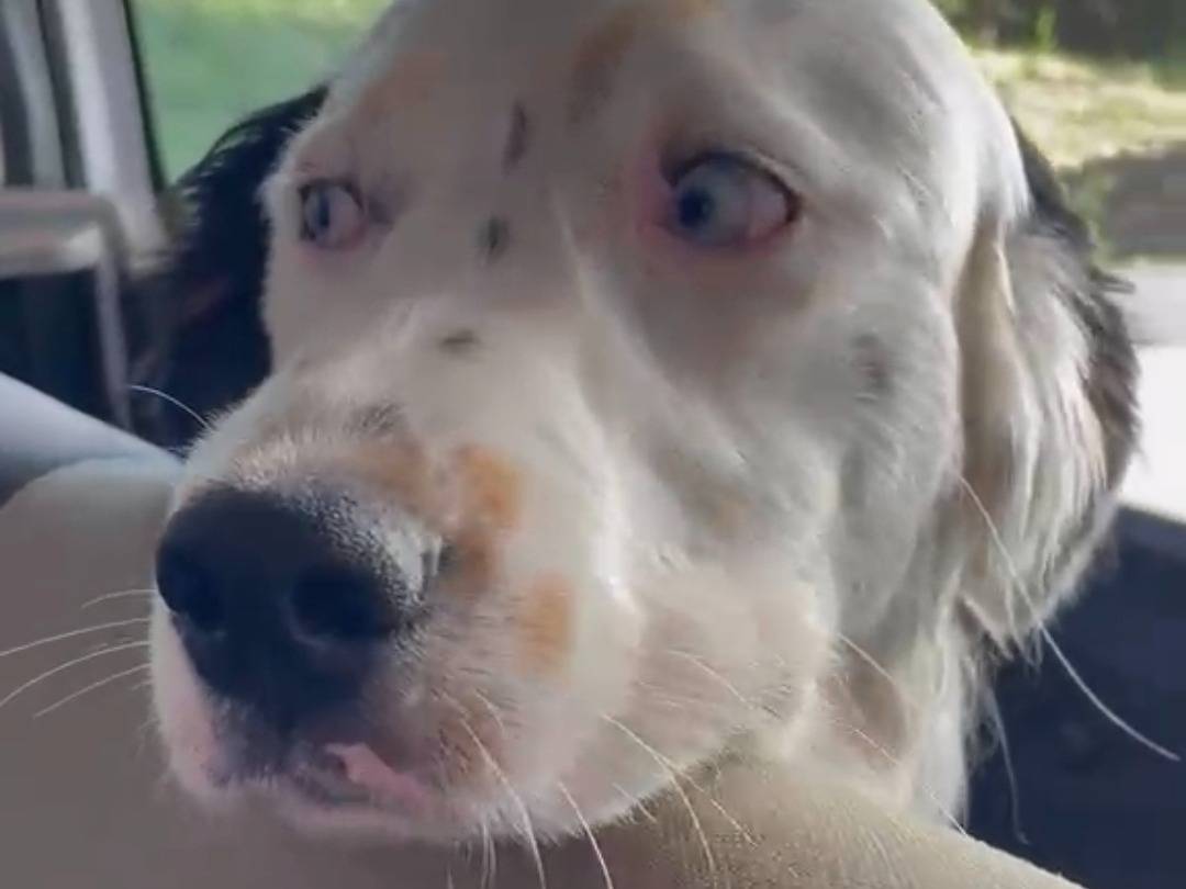 Adotta il cane Achille  a Roma