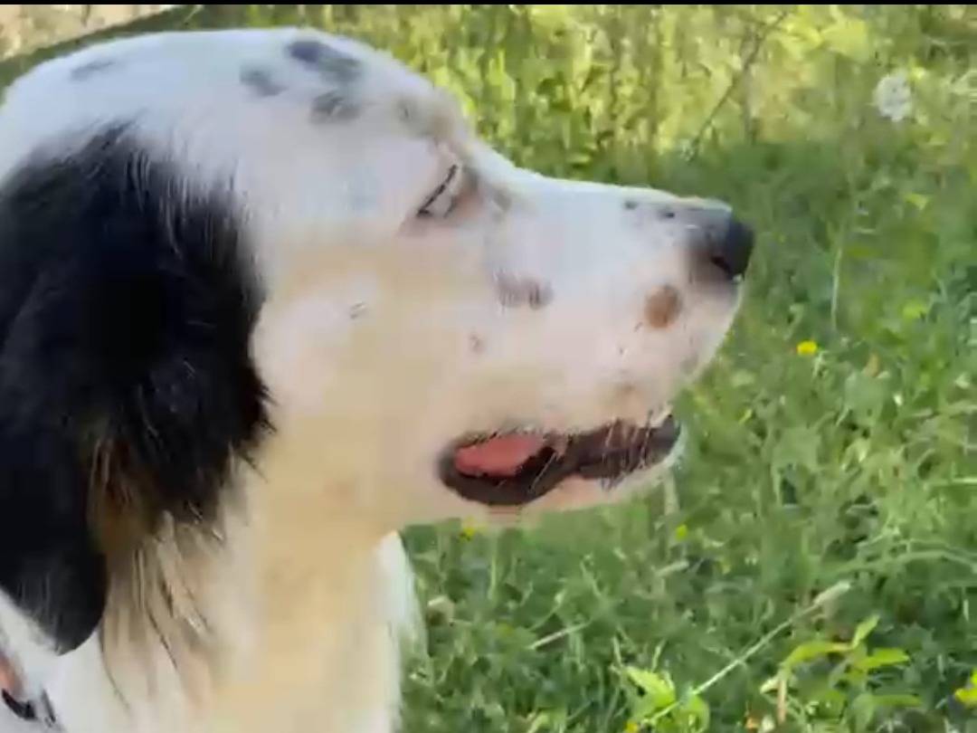 Vuoi adottare un cane a Roma?